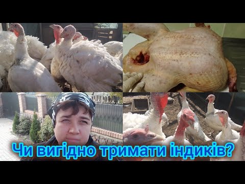 Видео: Забій індиків.Яка вага?Нюанси утримання.