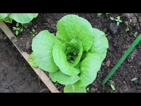 Видео: Чтобы Пекинская Капуста Завязалась. Все Гениальное  - Просто!