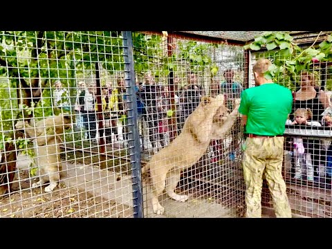 Видео: Олег Зубков после Китая сразу пришел проведать льва Симбу!АРХИВ.