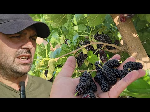 Видео: "Мільйони хочуть цю шовковицю! Крупноплідний фаворит садівників"