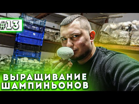 Видео: #13 Бизнес В Гараже | Первая Волна | Блогер Gribnoff | Выращивание Шампиньонов