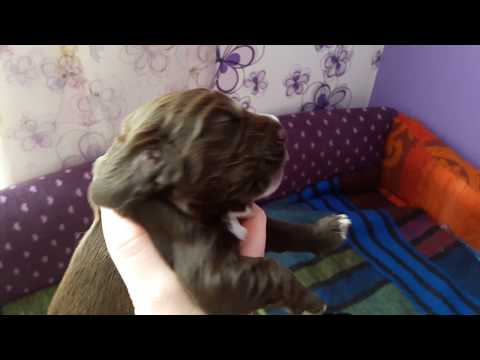 Видео: Родились щенки спаниеля/ 8-14 день/ открывают глазки и учатся ходить/ смешные щенки