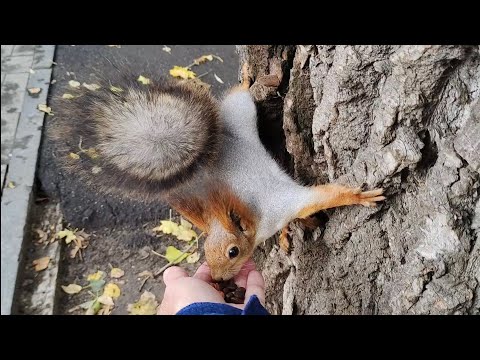 Видео: Белки с двух деревьев переместились на одно, чтобы дружно поесть орешки.