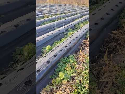 Видео: капельный полив на клубнике