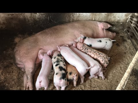 Видео: Прикорм Поросят возле свиноматки