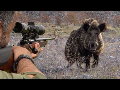 Видео: ОХОТНИК против ГИГАНТСКИХ МОНСТРОВ-КАБАНОВ – 40 Идеальных Выстрелов по Кабанам!