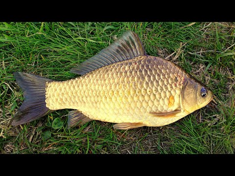 Видео: Фидер-Риболов на Каракуда HD