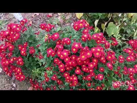 Видео: Сад півдня Сіємо насіння з Молдови