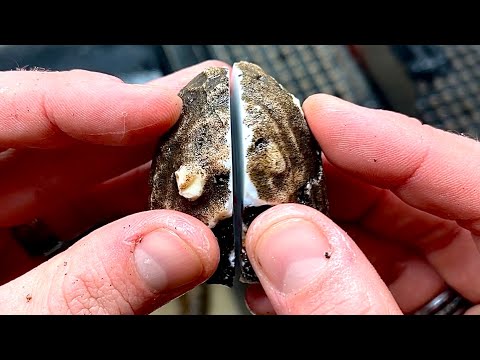 Видео: Огранка первоклассных аризонских агатов из пустыни!