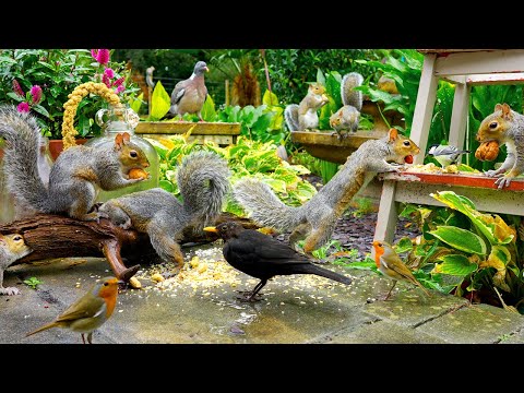 Видео: Птички для кошек 🕊️ Красивые птицы и белки у бутылок 🐿️ Кошка тв 4K HDR
