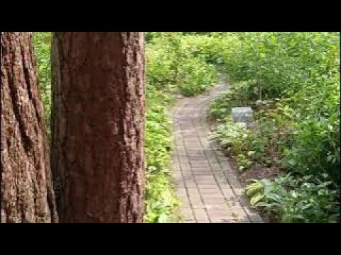 Видео: 38 сортов астильб и флоксов за 10 минут! Селеченская и Ровада - суперсорта #astilbe  #дача #respect 