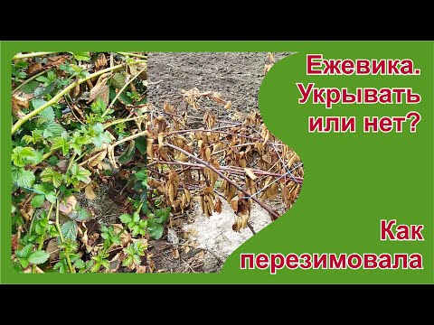 Видео: Как перезимовала ежевика под укрытием и без укрытия в пригороде Воронежа