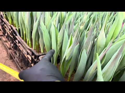 Видео: 17.02.2024 Стан квітів до 8 березня 🌺 Вигонка тюльпанів🌷 Теплиця Черкаси🏡