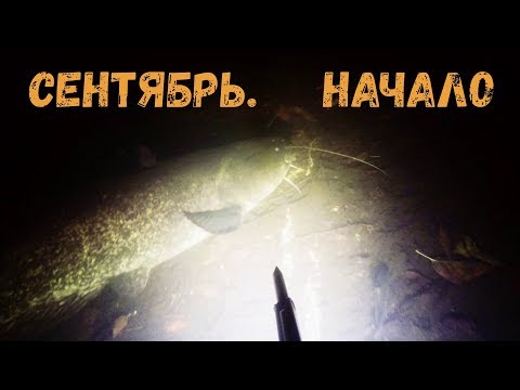 Видео: Подводная охота - Сентябрь. Начало