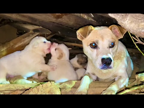 Видео: Сердце разрывается! После того как бездомная собака 🐶 родила щенков, еды нет, и собаки 🐶 голодают. 🐶