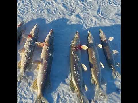 Видео: Удачный клёв