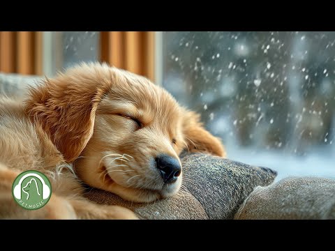 Видео: Расслабляющая музыка для сна для собак🐶Любимая музыка собак🎵Музыка для психологической стабильности.