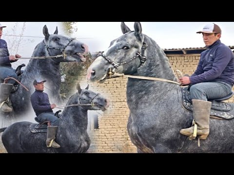 Видео: Пай Пай Паай 1,75см Барс✊️