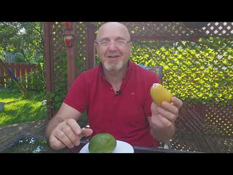 Видео: как правильно есть Манго .Как порезать 🥭 .