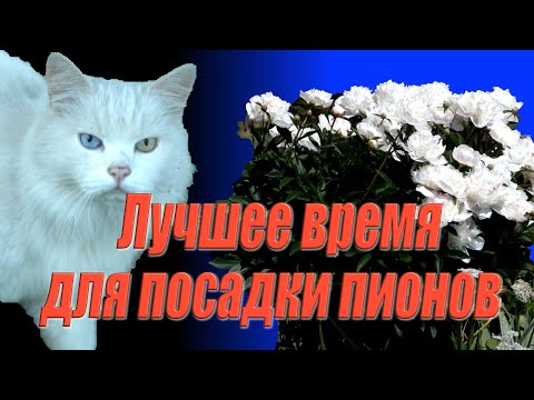 Видео: Лучшее время для посадки пионов  Сажаем пионы в октябре, ноябре, феврале и марте