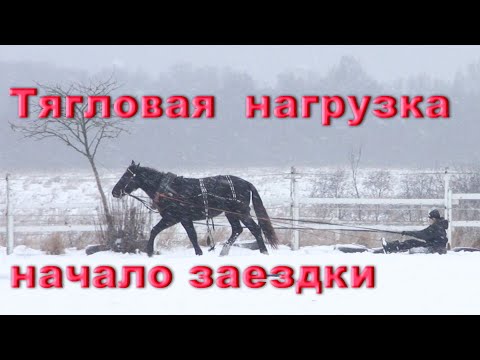 Видео: Учим лошадь тягловой нагрузке молодой лошади.
