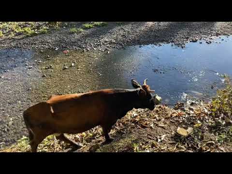 Видео: Жизнь в Грузии. Купили дом.