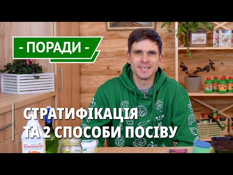Видео: Як посіяти примулу на розсаду? Вирощування з насіння. Примула кімнатна