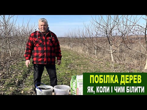 Видео: №194 Чим та коли білити дерева. Особливості побілки молодих та старих дерев