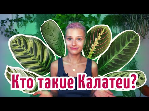 Видео: Кто такие Калатеи? Домашние джунгли на пятом этаже. Разница между Триостар и Магистар и лейконейра