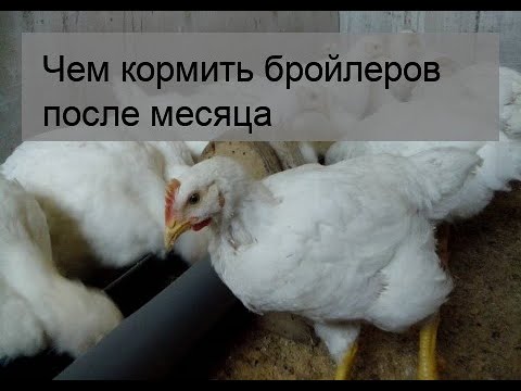 Видео: Чем кормить бройлеров после месяца