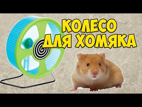 Видео: Беговое колесо для хомяка – как выбрать? Размер колеса для сирийских и джунгарских хомяков