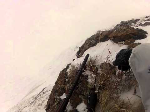 Видео: Каркаралы. Охота на волков. 2014г.