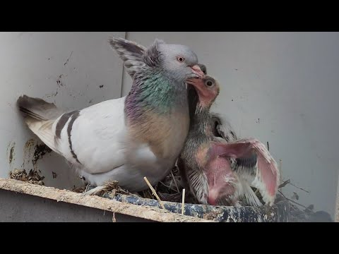 Видео: не кормят птенца родители что делать?