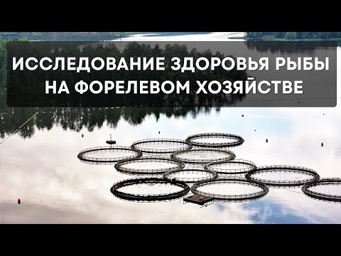 Видео: Исследование здоровья рыбы на форелевом хозяйстве.