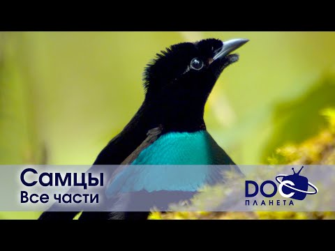 Видео: Самцы. Все части - Документальный фильм - Сборник