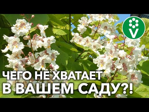 Видео: КАТАЛЬПА — ВСЕ, ЧТО ВЫ ХОТЕЛИ ЗНАТЬ О ВЫРАЩИВАНИИ! Редкое и прекрасное дерево для вашего сада!
