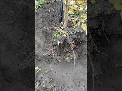 Видео: Как выбрать хороший жизнеспособный саженец? #fruit #garden #саженцы #сад #садоводство 
