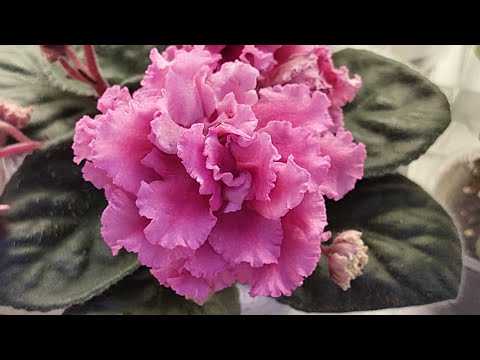 Видео: 0101.2024./НОВИНКИ/Выставка фиалок в Доме фиалок#фиалки#выставка#домфиалокнапятницкой#