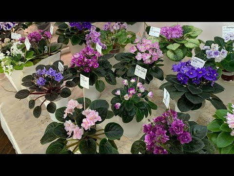 Видео: Выставка фиалок. Волгоград. Мои новинки. 5.03.24