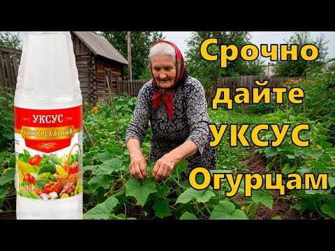 Видео: Срочно дайте уксус Огурцам и Томатам в Августе и будете собирать урожай до ноября