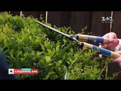 Видео: Как правильно самому обрезать кусты