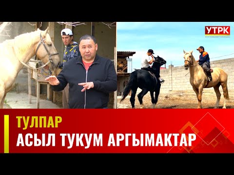 Видео: Асыл тукум аргымактар // ТУЛПАР