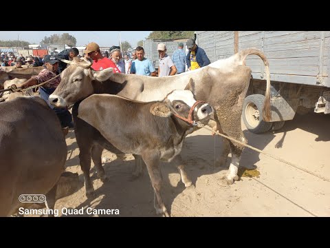 Видео: МОЛ БОЗОРИ ШВЕДСАРИЯ СУПЕР НАВОР 904580010. 21 сентября 2025 г.