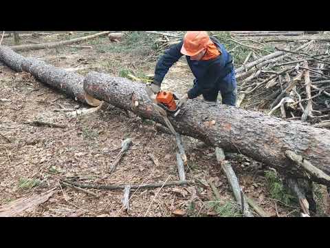 Видео: Валка дерева и заканчиваем лесосеки Stihl MS 361