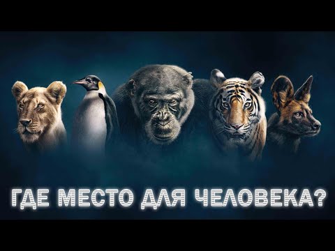 Видео: КАКОЕ МЕСТО ЧЕЛОВЕКА В ЖИВОТНОМ МИРЕ НА ЗЕМЛЕ?