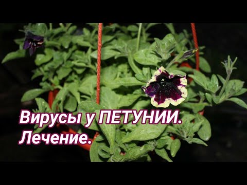 Видео: Вирус у петунии. Препарат Вирон - мой опыт и отзыв.