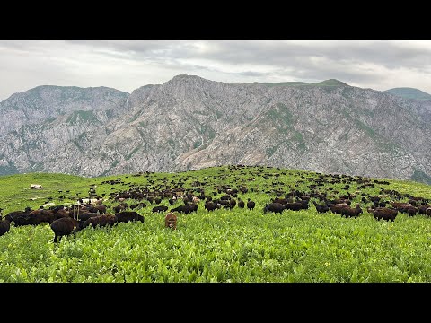 Видео: Айлоки ромит 2025