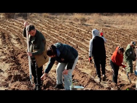 Видео: Съемочная группа «МИРа» посадила деревья в Армении