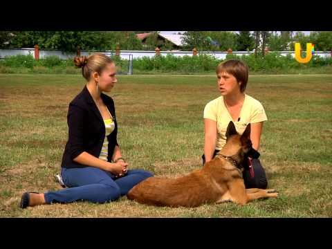 Видео: Глазами животных, выпуск 91. О бесконфликтной дрессировке собак.