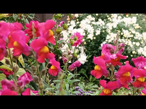 Видео: Сезон огорода можно считать закрытым 🌹✨